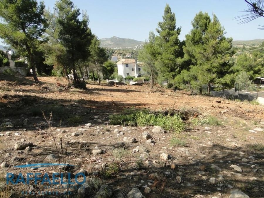 (For Sale) Land Plot || East Attica/Pallini - 1.365 Sq.m, 300.000€ 