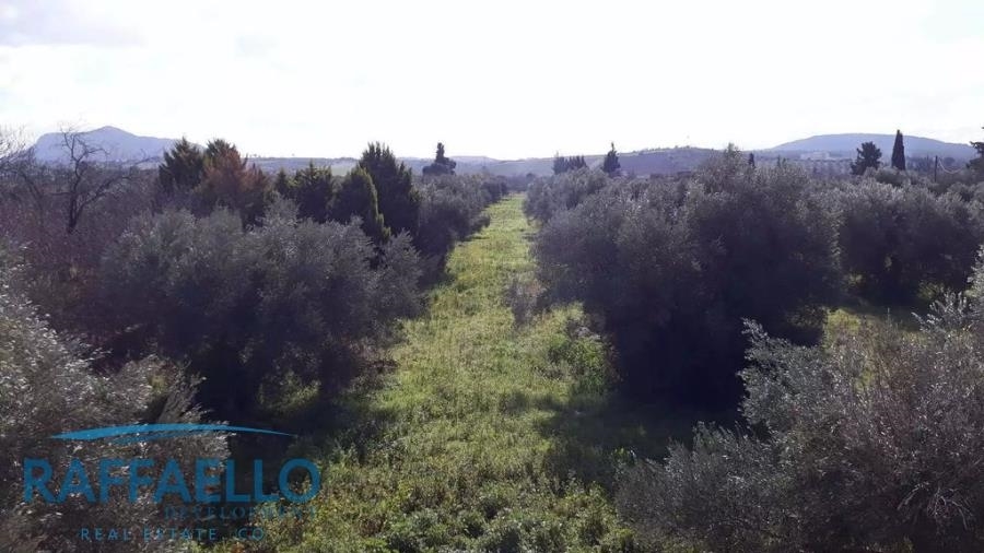 (For Sale) Land Agricultural Land  || Voiotia/Thiva - 100.000 Sq.m, 500.000€ 